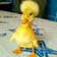 Ducky