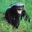 The Honey Badger