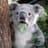 Sad Koala