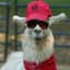 Llama Lord
