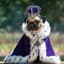 Royal Pug