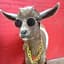 Stylish Goat
