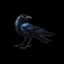 Raven