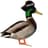 Ghetto Duck