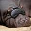 drunken Hippo