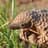 Mighty Pangolin