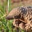 Mighty Pangolin