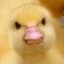 SuckDuck <(°)