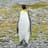 penguu00
