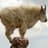 mountain goat