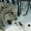 Lynx_1