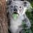 koala831