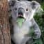 koala831