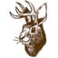 Jackalope