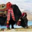 Oriental Yak