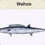 Wahoo