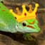 The Lizard King