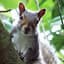 GreySquirrel