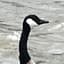 TheNormalGoose