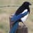 Magpie