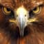 AngryEagle