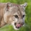 Cooter Cougar