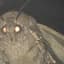Oversized_Moth