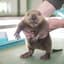 beaver