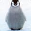 The Perilious Penguin