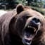 [bear]
