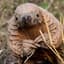 Pangolin