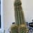 FatCactus