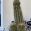FatCactus