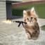 Pew Pew Gato