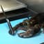 CrustyLobster