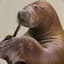 Flapping Walrus