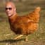 Cock Johnson
