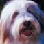 Sheepdog