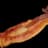 KwispyBacon