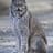 CanadianLynx