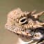 Horned Toad