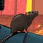 Dead Rat