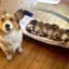 Mama Corgi