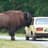 Buffalo