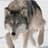 Gray_Wolf