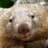 waddling_wombat