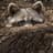 Racoon