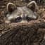 Racoon
