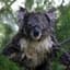 KoalaHunter