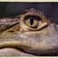 Caiman